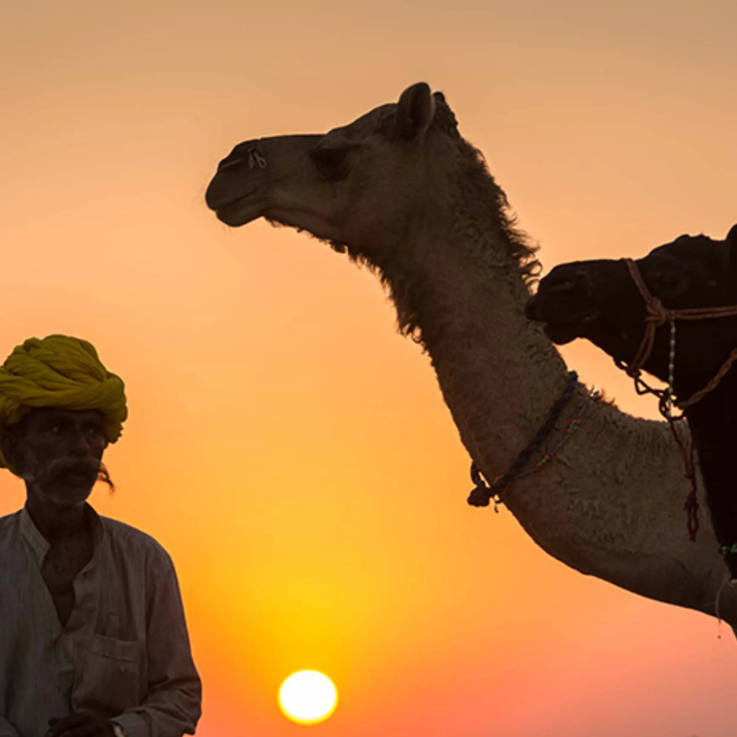 Untitled-design-35-scaled-1.webp Pushkar Camel Fair Experience – 3N/4D - Image 1